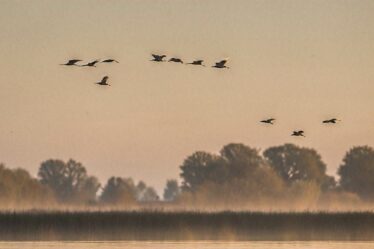 Birdwatching nad Biebrzą - gdzie i kiedy zobaczyć rzadkie gatunki?