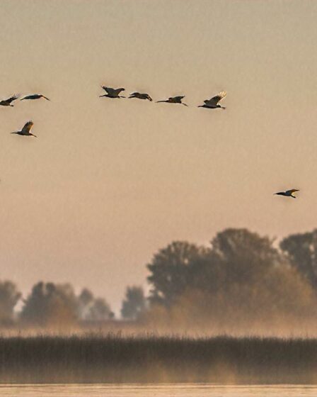 Birdwatching nad Biebrzą - gdzie i kiedy zobaczyć rzadkie gatunki?