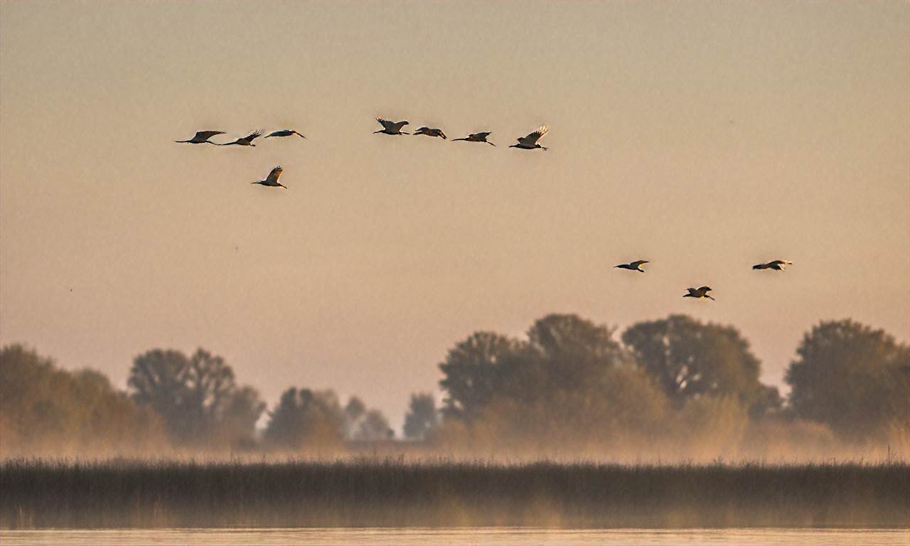 Birdwatching nad Biebrzą - gdzie i kiedy zobaczyć rzadkie gatunki?